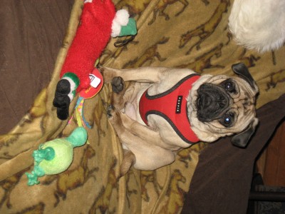 Diesel with his toys