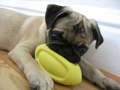 Squeaker Pug