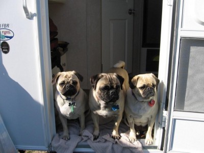 Pugs at the Beach