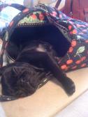 Fell asleep in Mamma's purse