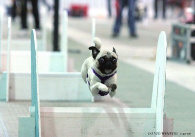 Cujo the Flyball King