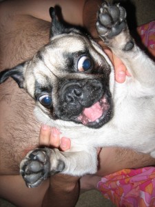 Crazy Pug