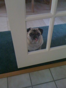 Let me in or out??