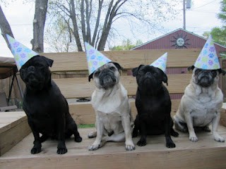 Pug Party!!!