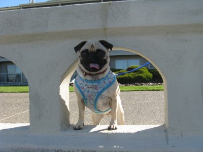 Lola Ann at the beach