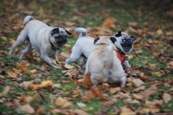 Playing in the leaves!