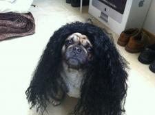 Troy Polamalu Pug