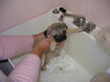 MADDIE'S FIRST BATH