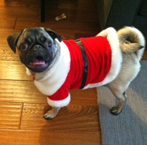 Gadget the Christmas Pug