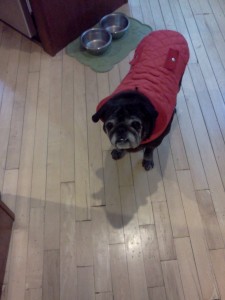 Spanky's New Red Jacket