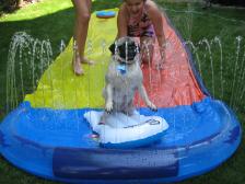 Miley Surfing