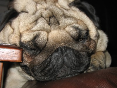 Wrinkly Pug Mug