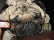 Wrinkly Pug Mug