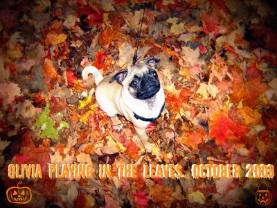 Olivia playing in the leaves