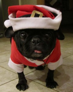 Santa Paws