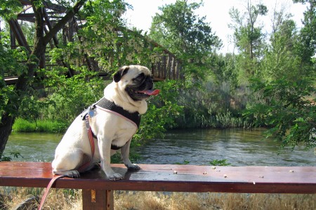 Brandy by the river