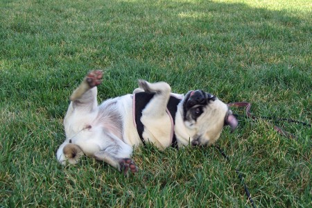 Doing the PUG Roll