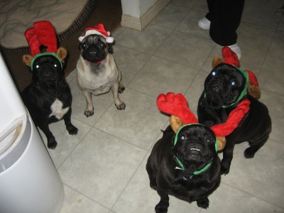 Pugdeer's