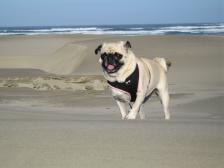 Brandy in Newport, Oregon