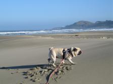 Brandy - Agate Beach, Newport, Oregon, 2009