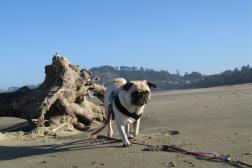 Brandy - Newport, Oregon, 2009