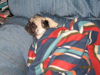 Blanket Pug