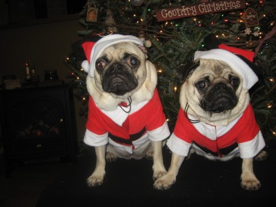 Willow and Belle are.....Santa's little Helpers