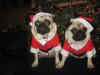 Willow and Belle are.....Santa's little Helpers