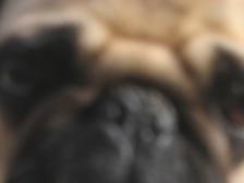 close up pug