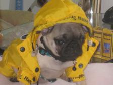 pug in raindress