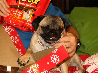 Ellie May Pug on Christmas