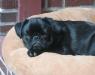 Lazy Pug Days