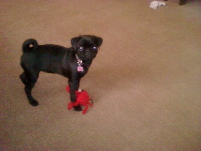 Pug and toy