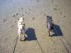 Brody and Marley on a walk at the beach