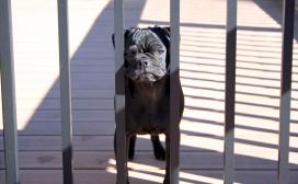 Jail Pug