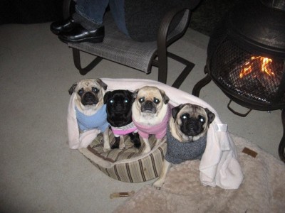 The Scott Pugs