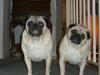 L.A. Pugs - Rocky and Adrian - Yo!