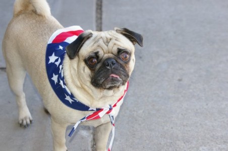 Baxter ready for Independence Day