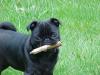 Stick Pug