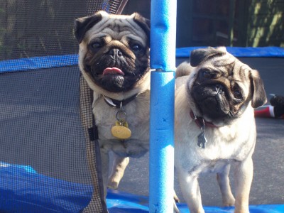 Trampoline