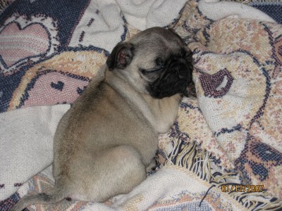 Seepy Pug