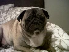 Big Boy Louie - Hawaii Pug