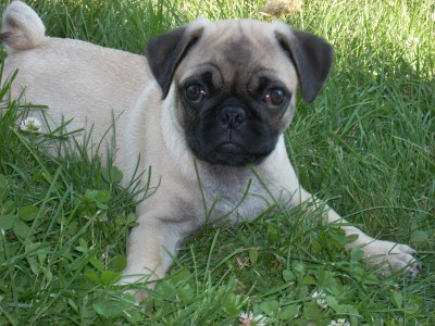 Luigi in the Grass