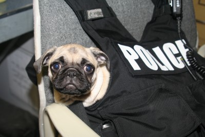 POLICE DOG AT WORK