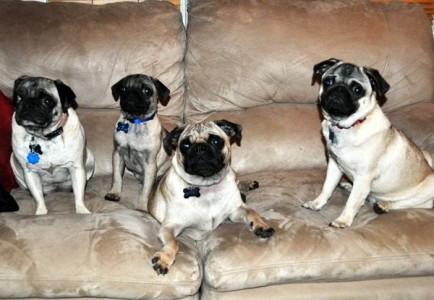 Miley, Spike, Ace & Chip