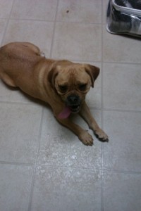 Mac-Mac the Puggle :)