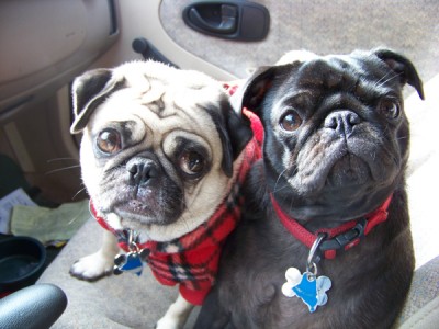 Car ride to pug meeting