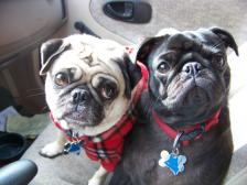 Car ride to pug meeting