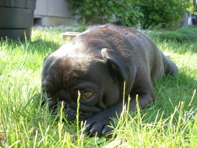 Lawn nap for Marley