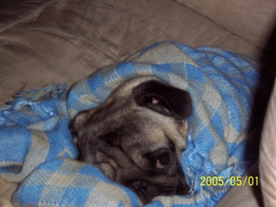 snug as a pug in a rug